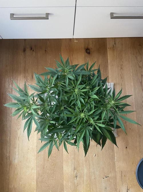 Gelato Auto Living Soil. Week 7
