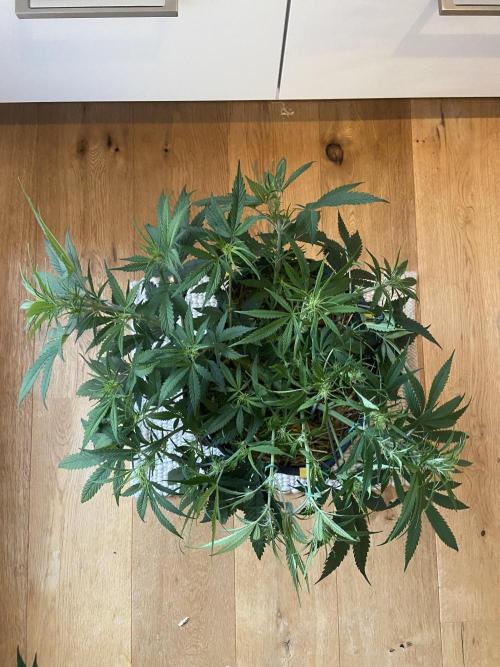 Gelato Auto Living Soil. Week 7