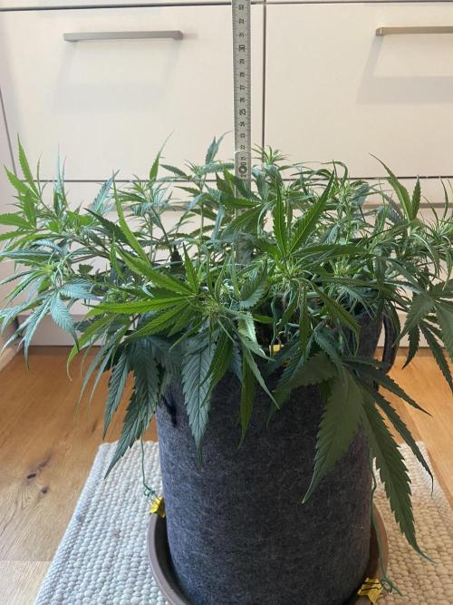 Gelato Auto Living Soil. Week 7