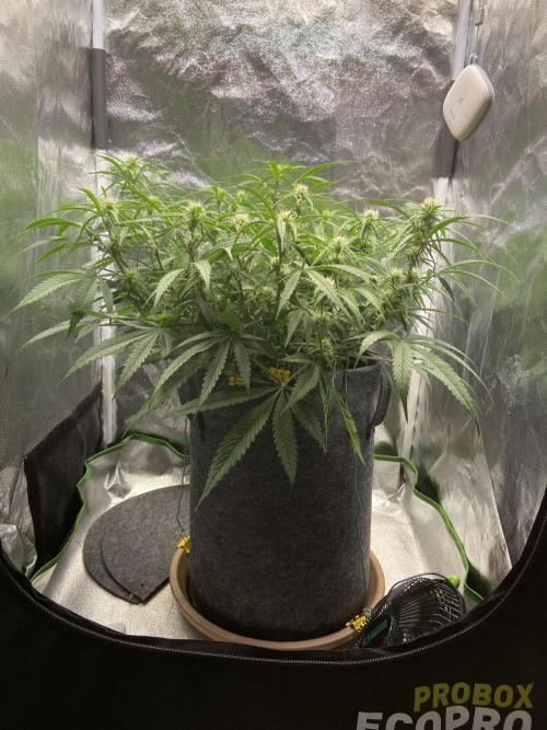 Gelato Auto Living Soil. Week 8