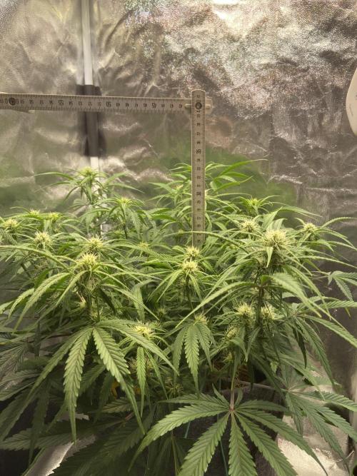 Gelato Auto Living Soil. Week 8