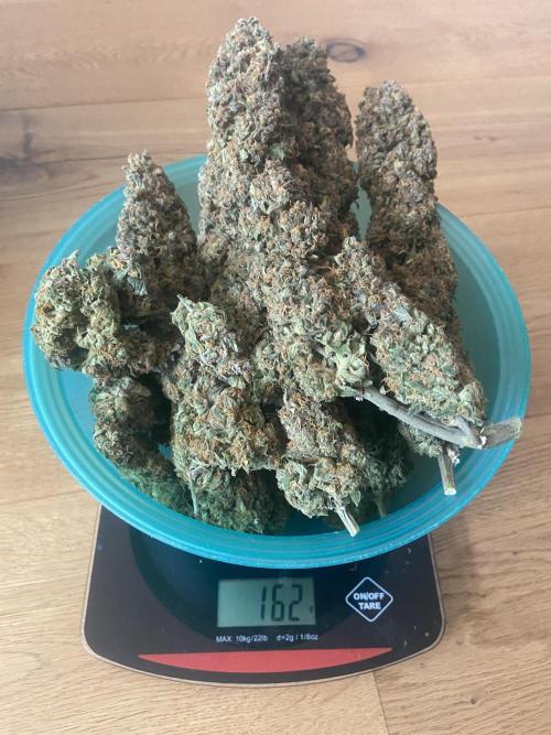 Papaya Cookies Auto Living Soil. Week 12