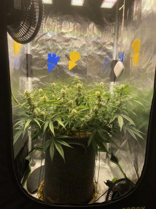 Gelato Auto Living Soil. Week 9