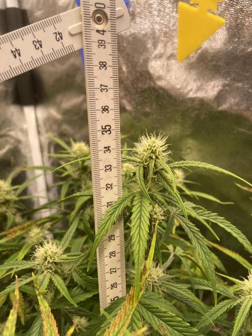Gelato Auto Living Soil. Week 9