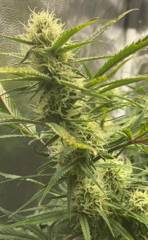 Gelato Auto Living Soil. Week 9
