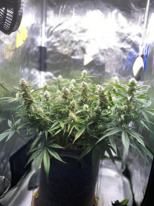 Gelato Auto Living Soil. Week 10