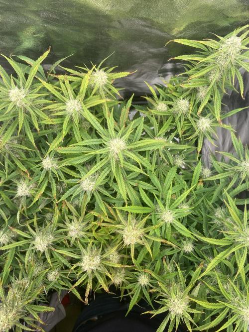 Gelato Auto Living Soil. Week 10