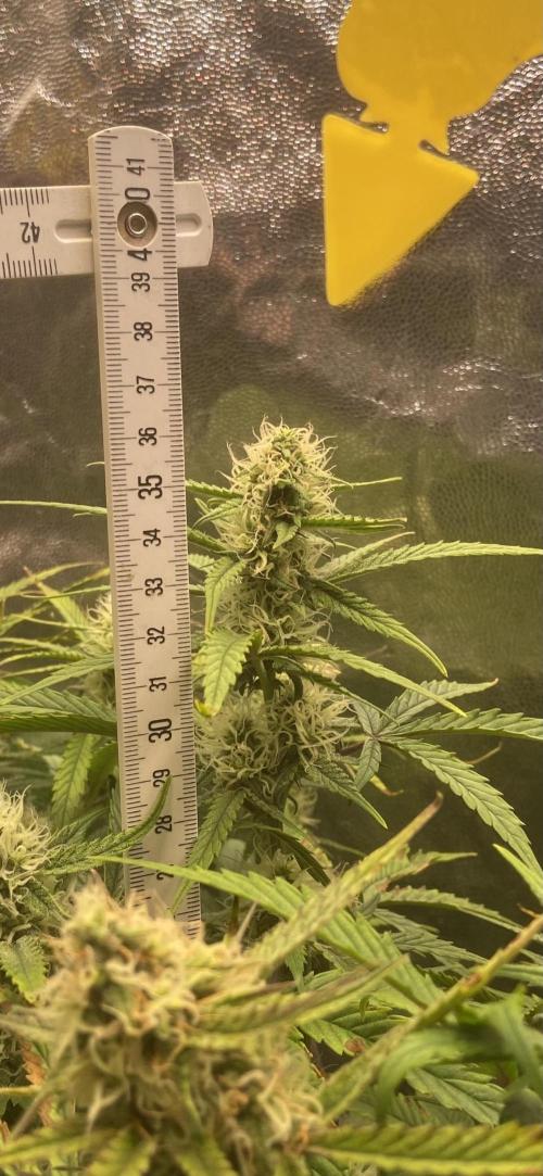 Gelato Auto Living Soil. Week 10