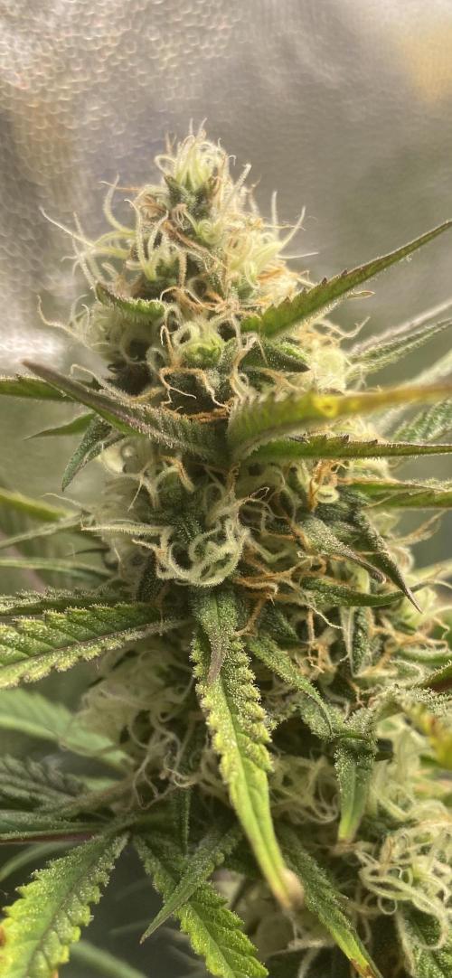 Gelato Auto Living Soil. Week 10