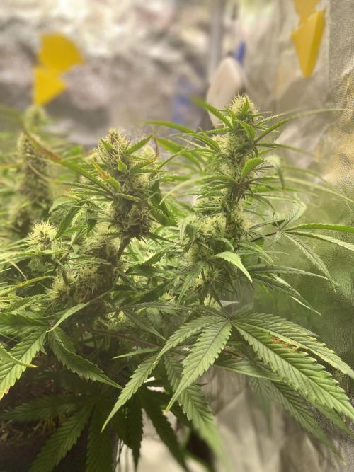 Gelato Auto Living Soil. Week 10