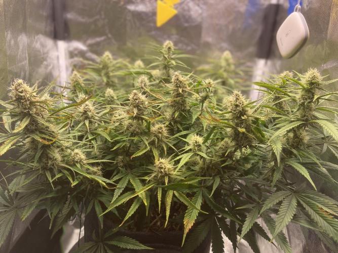 Gelato Auto Living Soil. Week 10