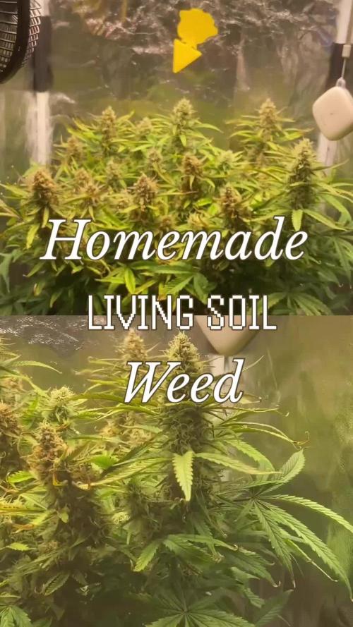 Gelato Auto Living Soil