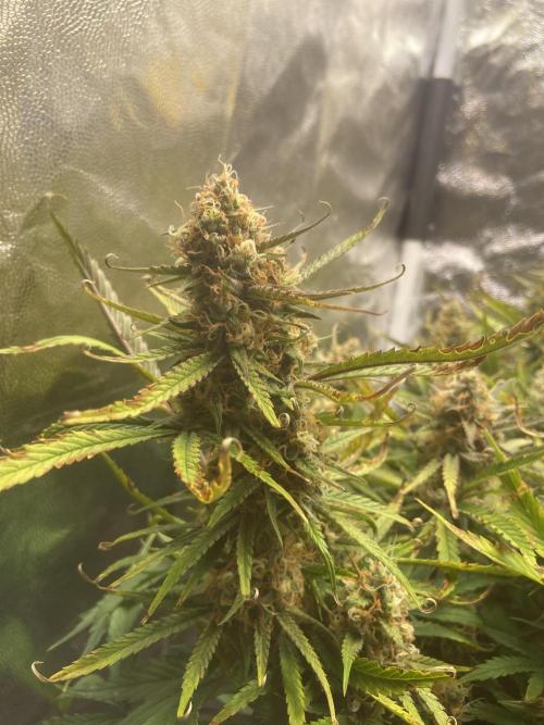 Gelato Auto Living Soil. Week 11