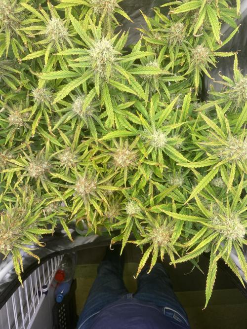 Gelato Auto Living Soil. Week 11