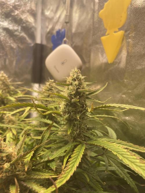 Gelato Auto Living Soil. Week 11