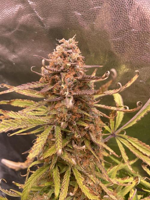 Gelato Auto Living Soil. Week 12