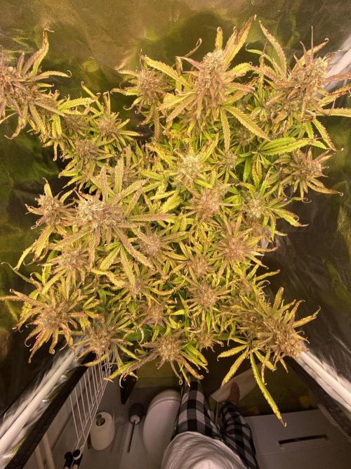 Gelato Auto Living Soil. Week 12