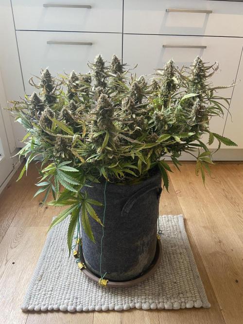 Gelato Auto Living Soil. Week 12