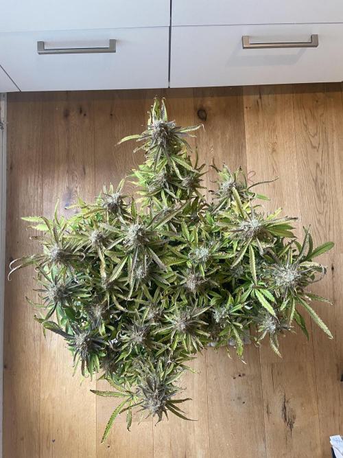 Gelato Auto Living Soil. Week 12