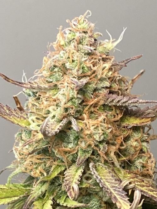 Gelato Auto Living Soil. Week 12