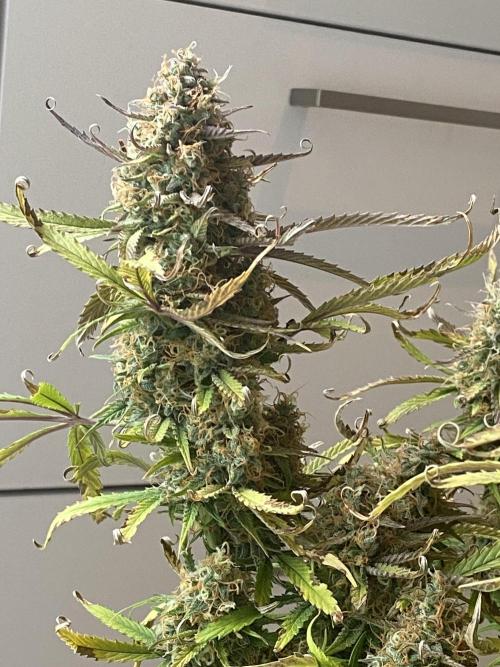 Gelato Auto Living Soil. Week 12