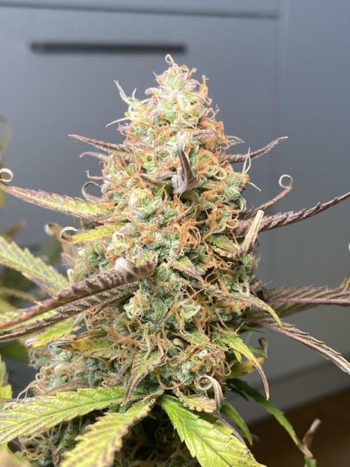 Gelato Auto Living Soil. Week 12