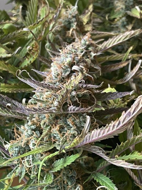 Gelato Auto Living Soil. Week 12