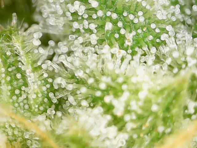 Gelato Auto Living Soil. Week 13