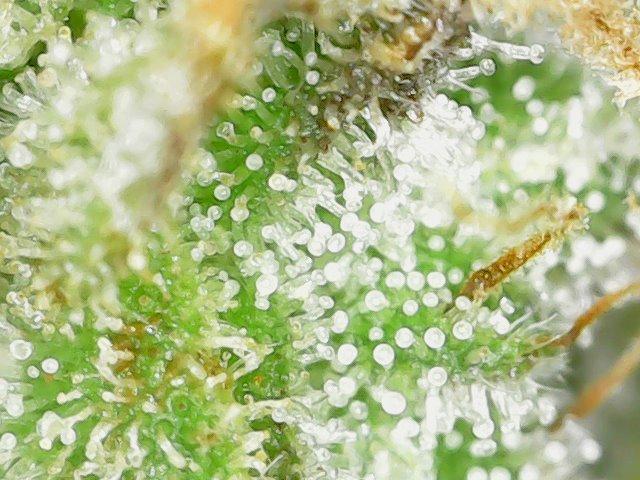 Gelato Auto Living Soil. Week 13