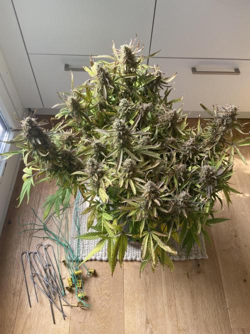 Gelato Auto Living Soil. Week 13