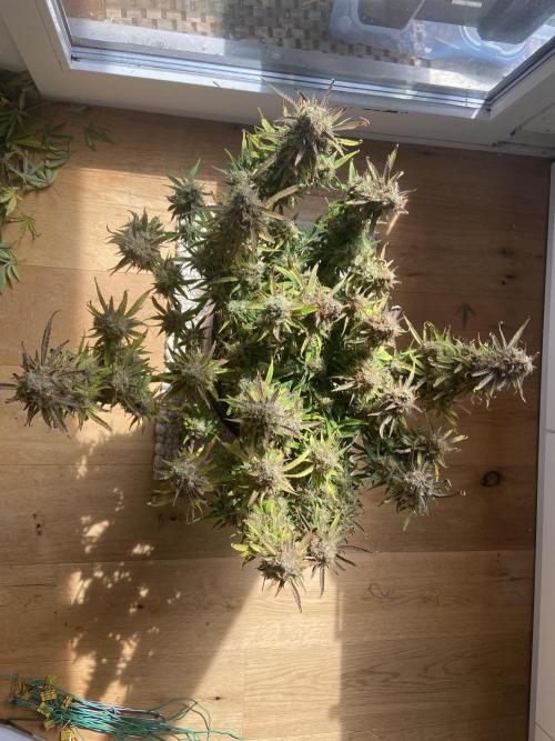 Gelato Auto Living Soil. Week 13