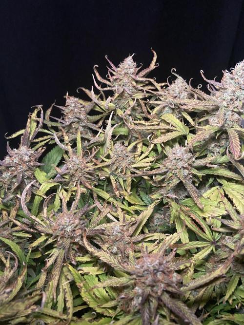 Gelato Auto Living Soil. Week 13