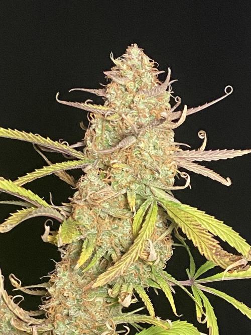Gelato Auto Living Soil. Week 13