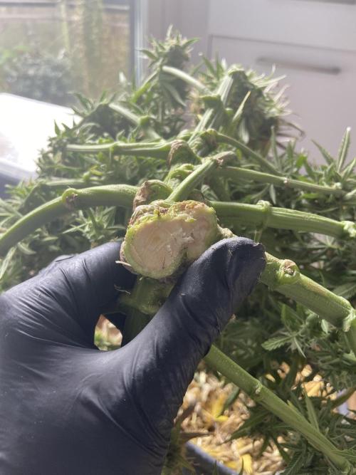 Gelato Auto Living Soil. Week 13