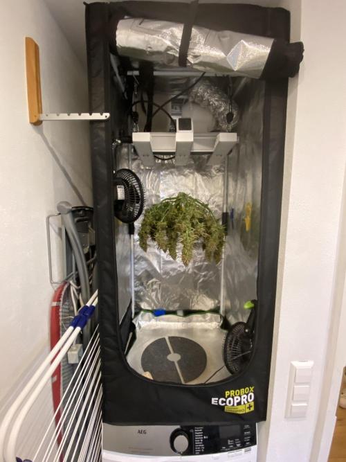 Gelato Auto Living Soil. Week 13