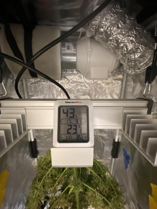 Gelato Auto Living Soil. Week 13