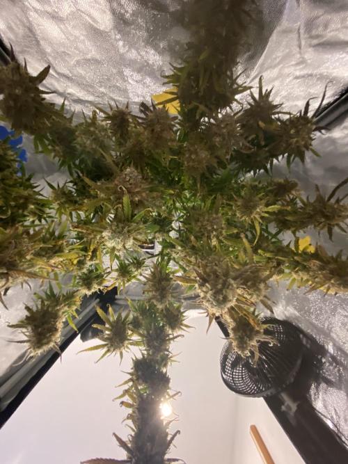 Gelato Auto Living Soil. Week 13