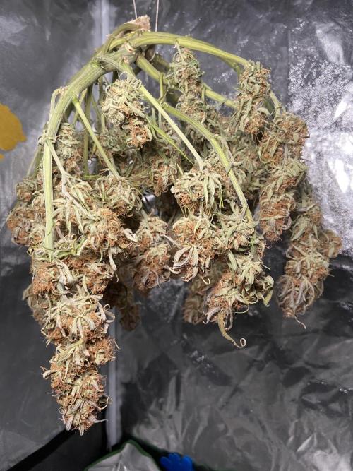 Gelato Auto Living Soil. Week 13