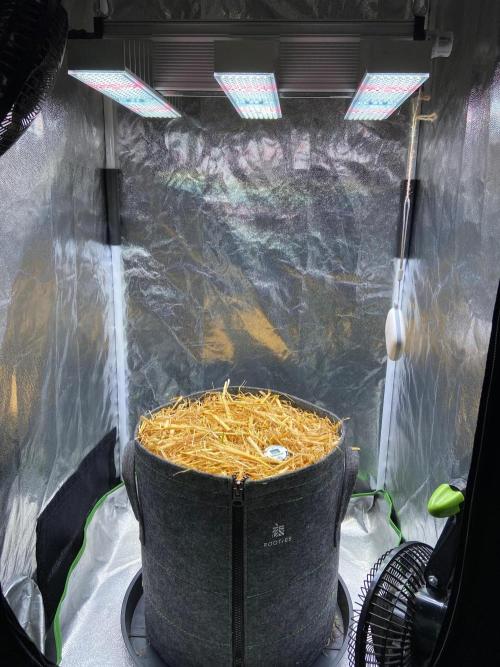 Canna-Community-Project. Week 0