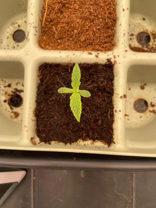 Canna-Community-Project. Week 1