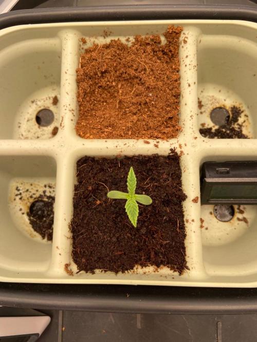 Canna-Community-Project. Week 1