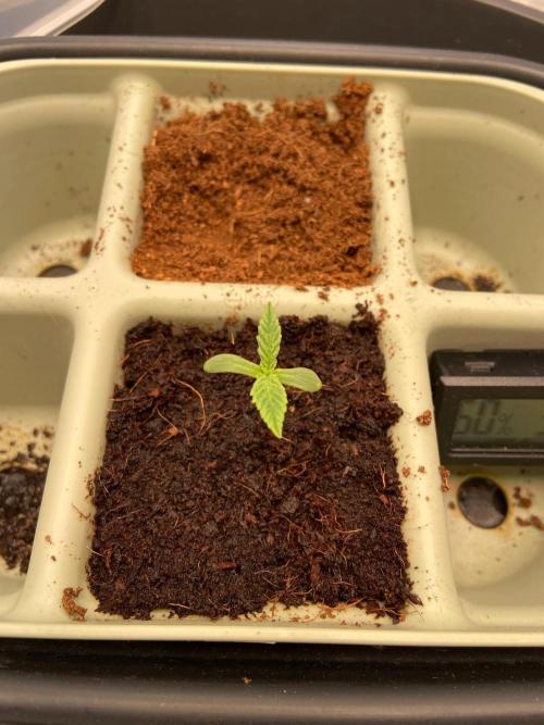 Canna-Community-Project. Week 1