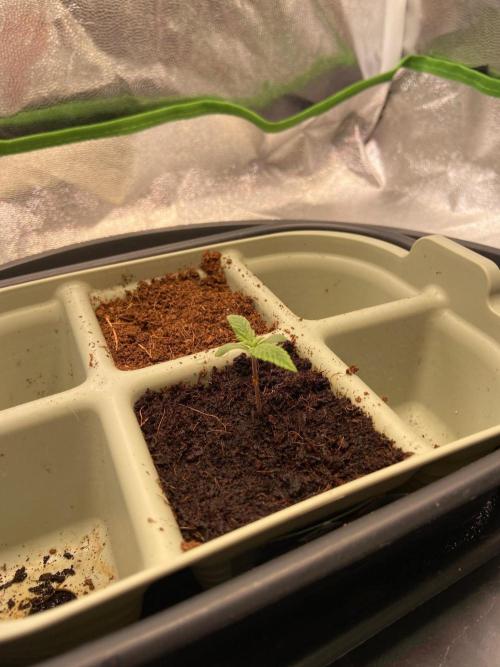 Canna-Community-Project. Week 1