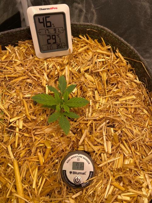 Canna-Community-Project. Week 3