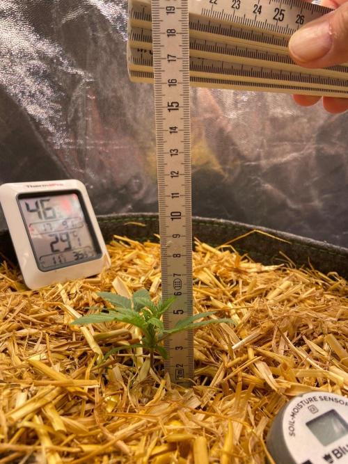 Canna-Community-Project. Week 3