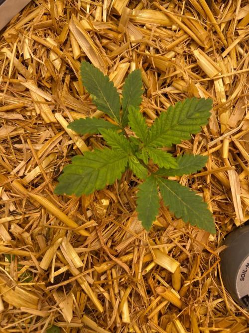 Canna-Community-Project. Week 3