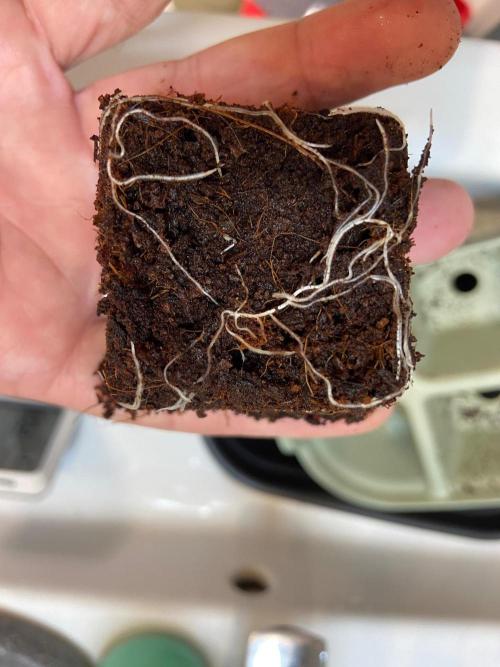 Canna-Community-Project. Week 2