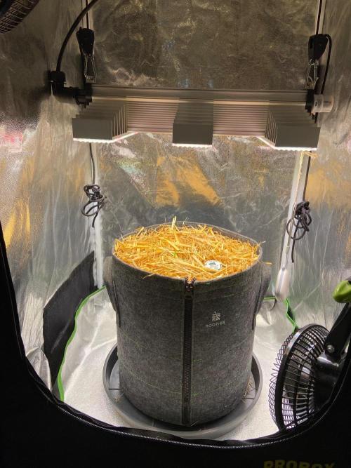 Canna-Community-Project. Week 2
