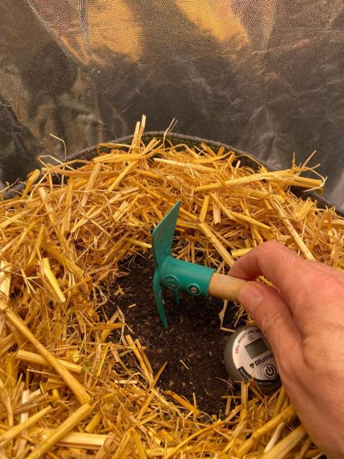 Canna-Community-Project. Week 2