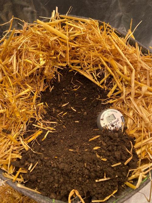 Canna-Community-Project. Week 2